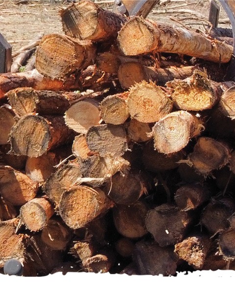 logs