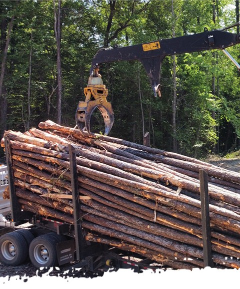 timber logging