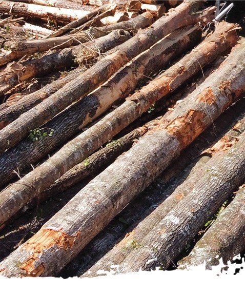 brier creek timber logs